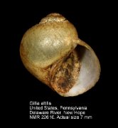 Gillia altilis
